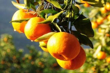 Main measures for antifreeze – citrus fruit trees