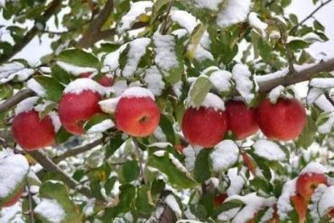 Winter orchard management fruit trees for frost damage