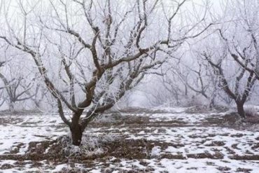 Seven methods of wintering in orchards