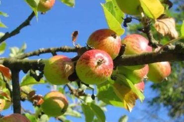 Winter orchard management fruit trees for frost damage