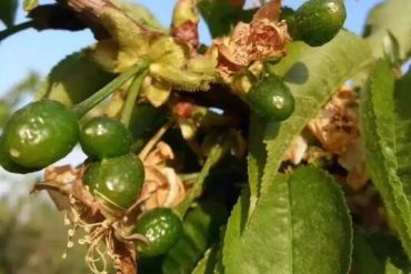 What kind of fruit trees are vulnerable to freezing damage?
