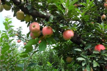 How does the orchard solve the problem of freezing damage?