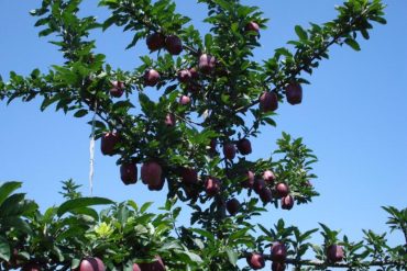 How to prevent frost in orchards?