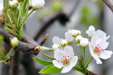 How to prevent freezing of pear tree flowering?