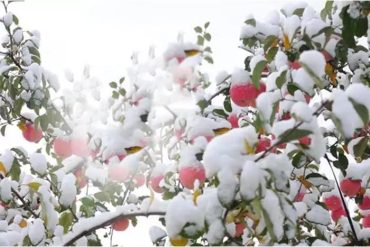 How to protect fruit trees in winter?