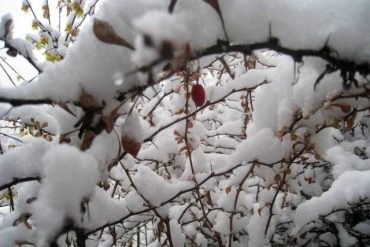 Winter fruit tree antifreeze methods