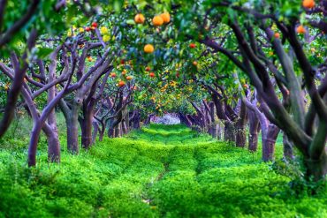 Top 10 antifreeze methods of fruit tree