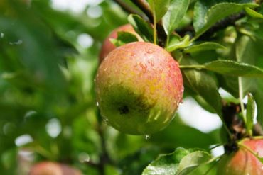 How to prevent frost damage after the snow in the orchard?