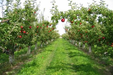 How to protect your fruit trees anti freeze?