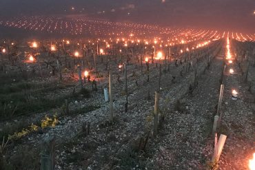 How to protect your vineyard or orchard from frost?