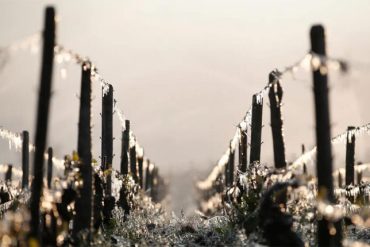 How to prepare for the antifreeze in the orchard or vineyard?