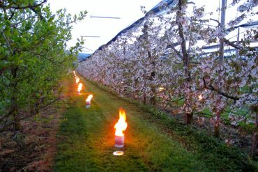 Wine-maker light 750 antifrost candles to protect vines from spring frost
