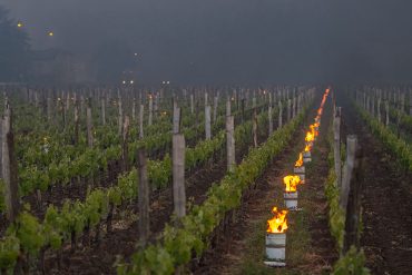Protect your vineyards and orchards from frost by against spring frost candles
